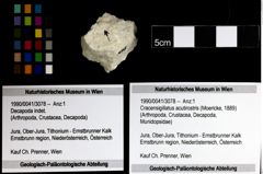 Foto (Objekt + Etiketten) von Cracensigillatus acutirostris (Moericke, 1889) 